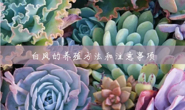 白凤的养殖方法和注意事项 白凤的养殖方法和注意事项