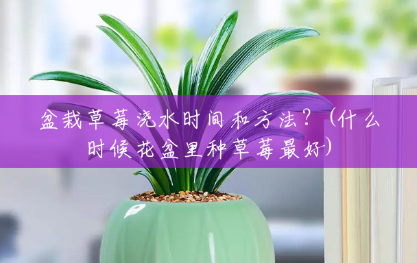 盆栽草莓浇水时间和方法?(什么时候花盆里种草莓最好) 盆栽草莓浇水时间和方法?(什么时候花盆里种草莓最好)