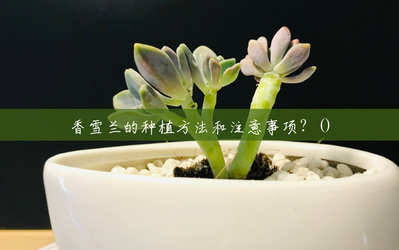 香雪兰的种植方法和注意事项?() 香雪兰的种植方法和注意事项?()