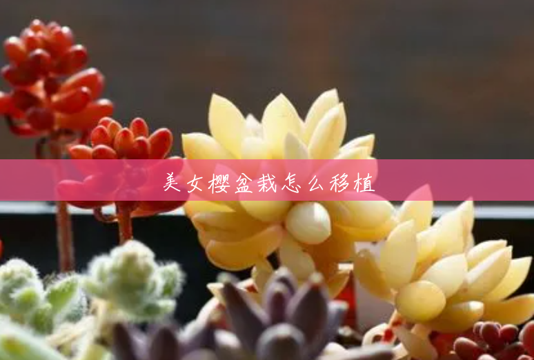美女樱盆栽怎么移植 美女樱盆栽怎么移植