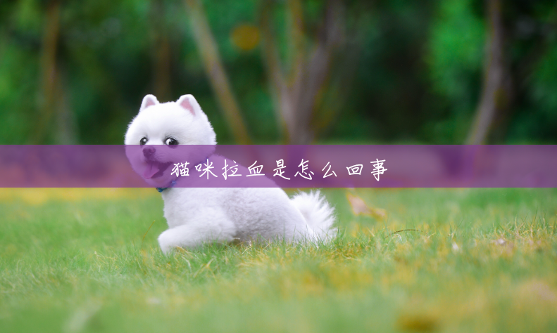 猫咪拉血是怎么回事 猫咪拉血是怎么回事