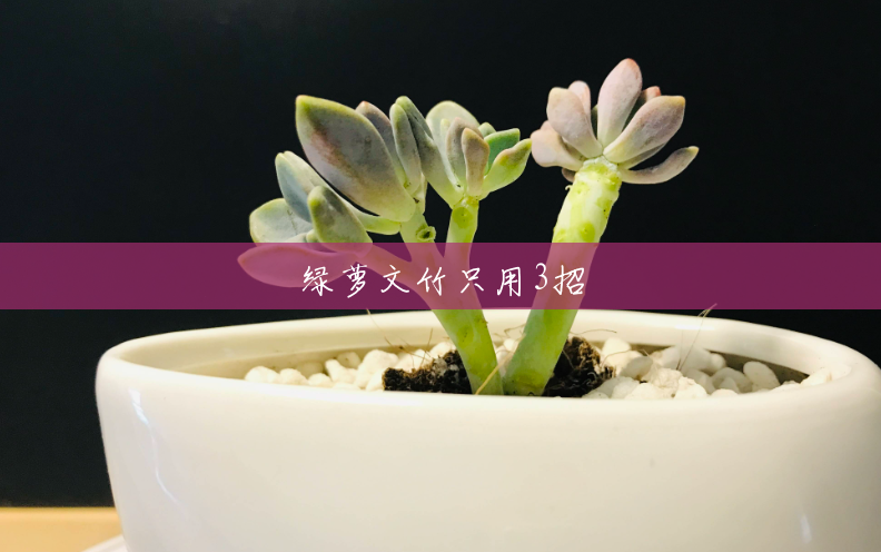 绿萝文竹只用3招