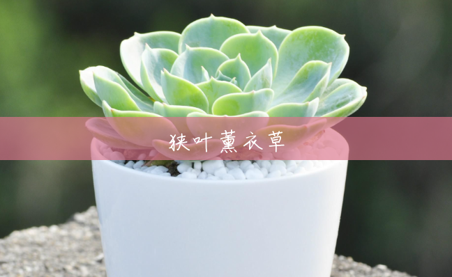 狭叶薰衣草