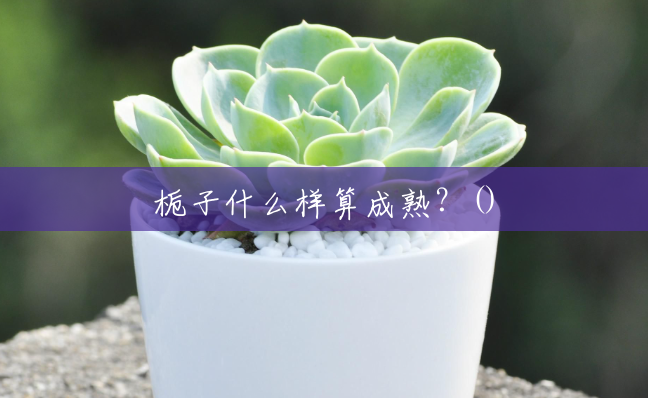栀子什么样算成熟?() 栀子什么样算成熟?()