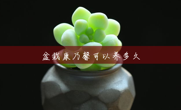 盆栽康乃馨可以养多久 盆栽康乃馨可以养多久
