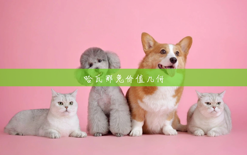 哈瓦那兔价值几何 哈瓦那兔价值几何