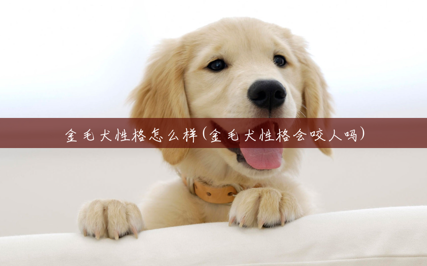 金毛犬性格怎么样(金毛犬性格会咬人吗) 金毛犬性格怎么样(金毛犬性格会咬人吗)