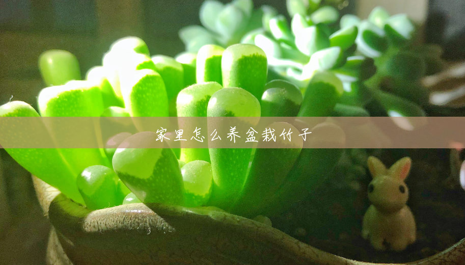 家里怎么养盆栽竹子 家里怎么养盆栽竹子