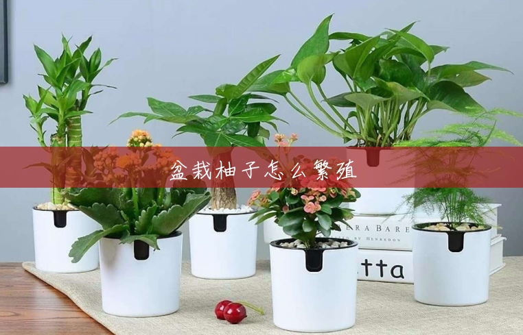 盆栽柚子怎么繁殖 盆栽柚子怎么繁殖