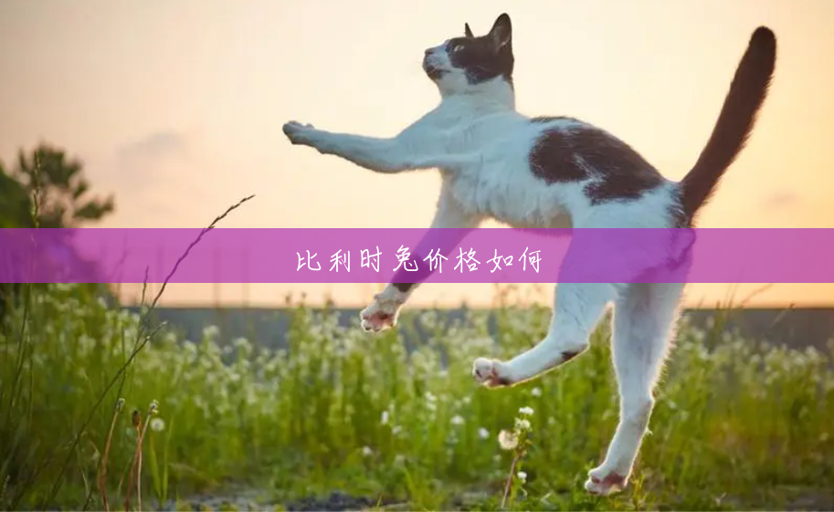 比利时兔价格如何 比利时兔价格如何