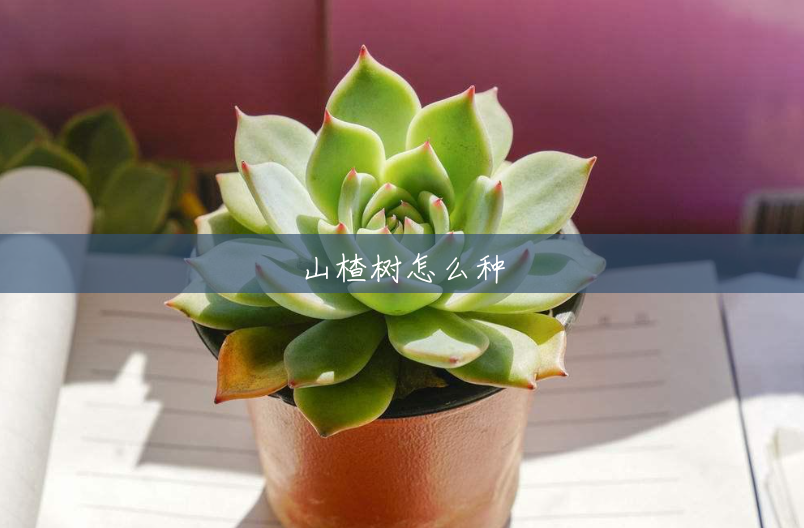 山楂树怎么种 山楂树怎么种