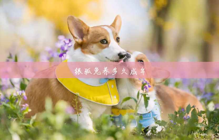银狐兔养多久成年 银狐兔养多久成年