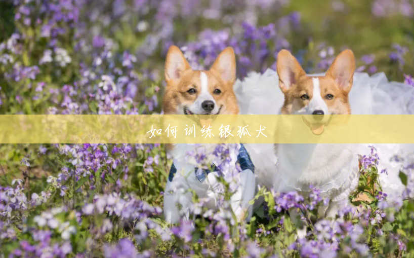 如何训练银狐犬 如何训练银狐犬