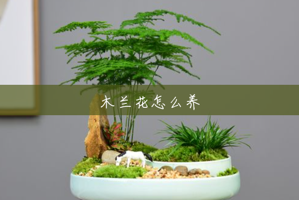 木兰花怎么养 木兰花怎么养