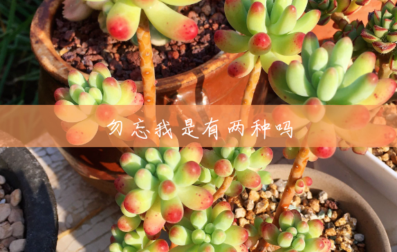 勿忘我是有两种吗 勿忘我是有两种吗