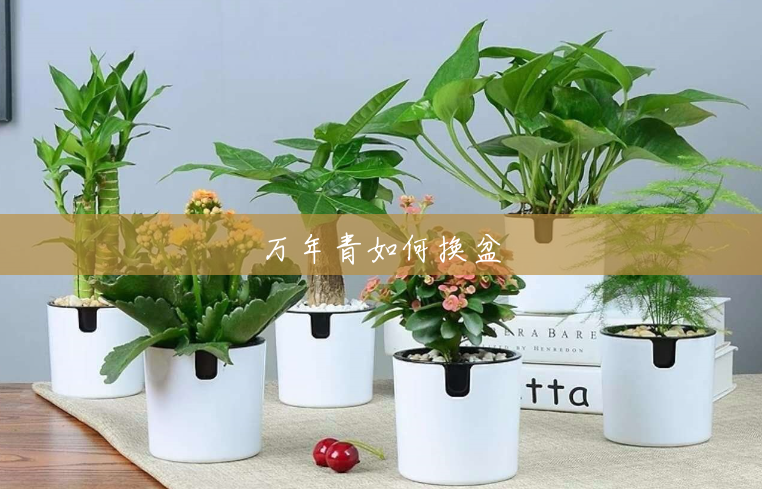 万年青如何换盆 万年青如何换盆