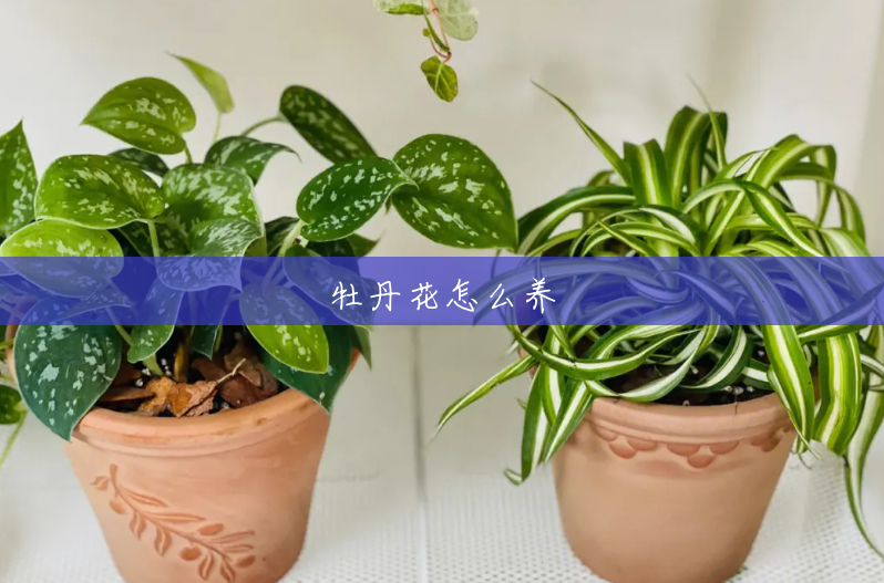 牡丹花怎么养 牡丹花怎么养