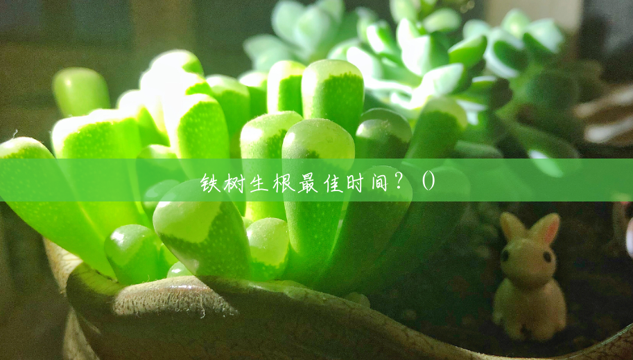 铁树生根最佳时间?() 铁树生根最佳时间?()