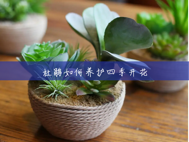 杜鹃如何养护四季开花 杜鹃如何养护四季开花
