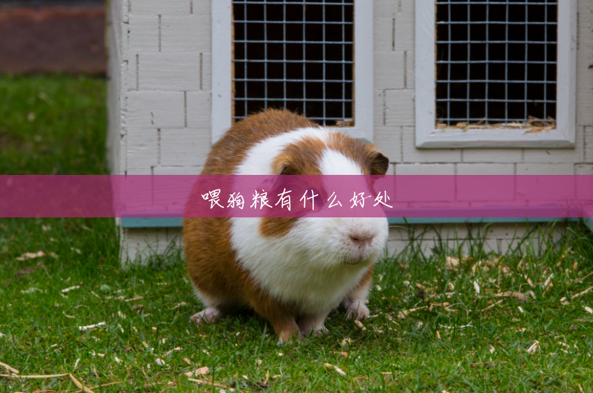 喂狗粮有什么好处 喂狗粮有什么好处