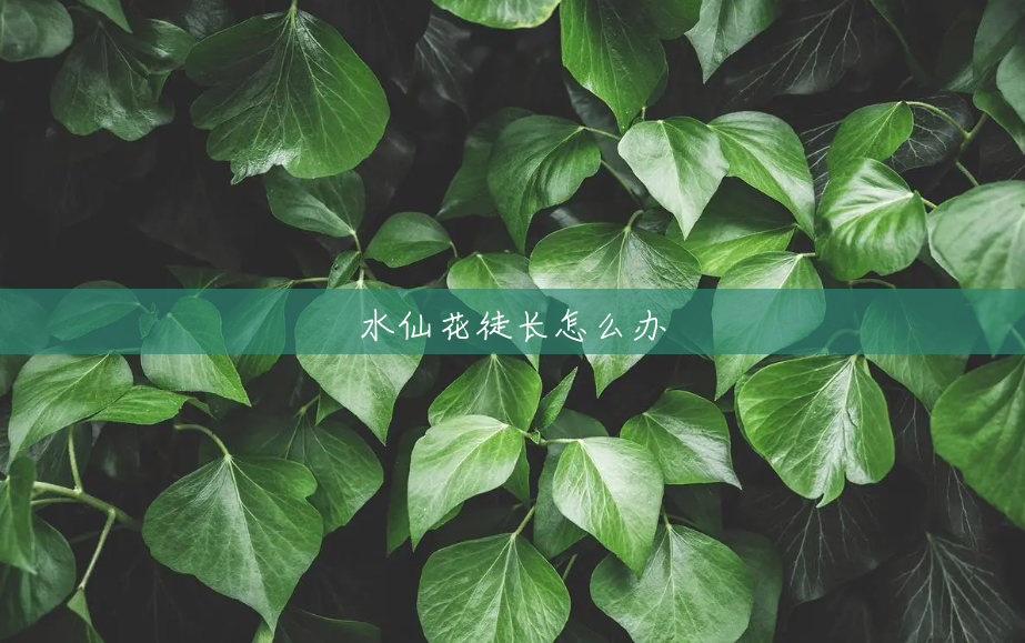 水仙花徒长怎么办