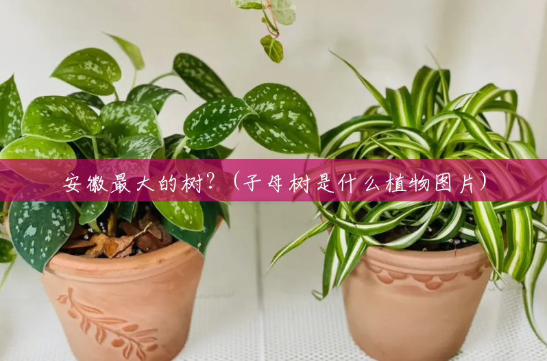 安徽最大的树?(子母树是什么植物图片) 安徽最大的树?(子母树是什么植物图片)