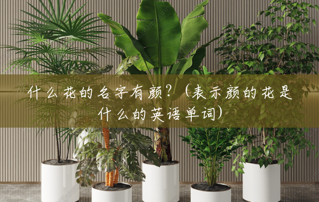 什么花的名字有颜?(表示颜的花是什么的英语单词) 什么花的名字有颜?(表示颜的花是什么的英语单词)
