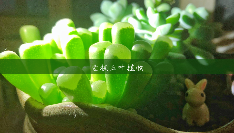 金枝玉叶植物 金枝玉叶植物