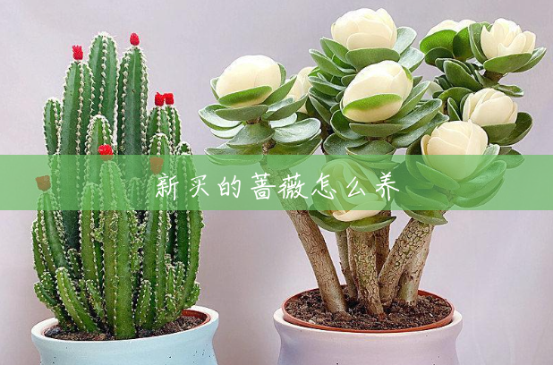 新买的蔷薇怎么养 新买的蔷薇怎么养