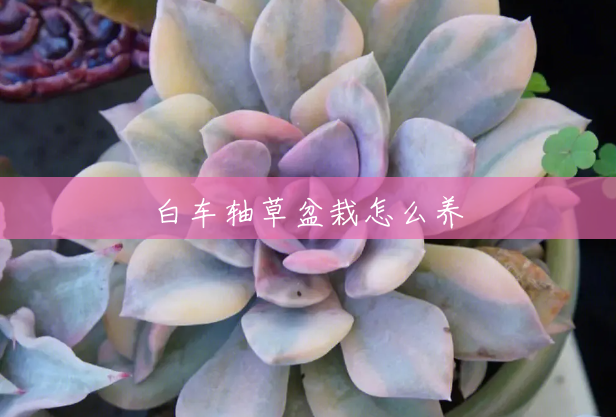 白车轴草盆栽怎么养 白车轴草盆栽怎么养