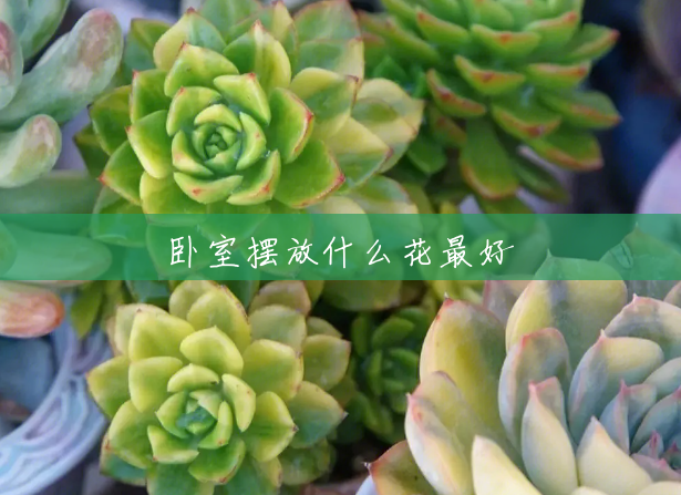卧室摆放什么花最好