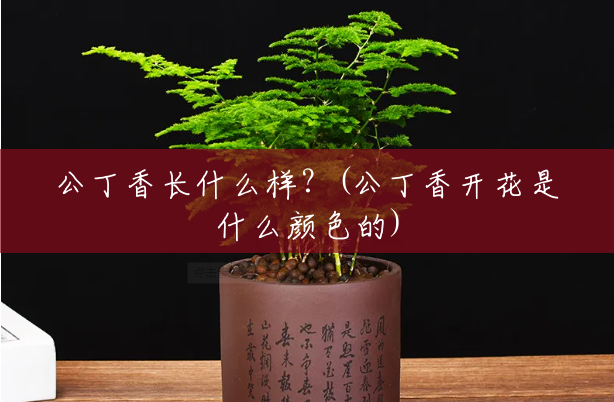 公丁香长什么样?(公丁香开花是什么颜色的) 公丁香长什么样?(公丁香开花是什么颜色的)