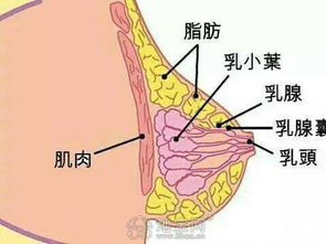 乳腺增生的成因和治疗方法，你了解吗？