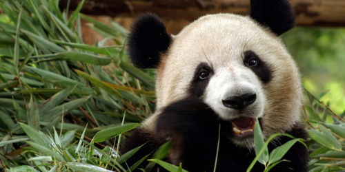 为什么只有中国有大熊猫？