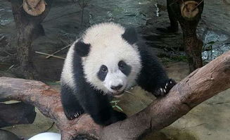 为什么只有中国有大熊猫？