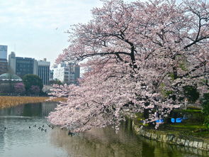 二月日本旅游攻略：赏樱与温泉之旅