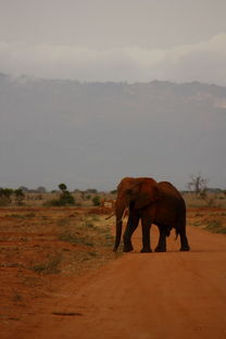 二月肯尼亚七日游：探索非洲的热情与壮美