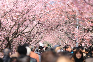 二月日本自驾游：探寻樱花与温泉之美