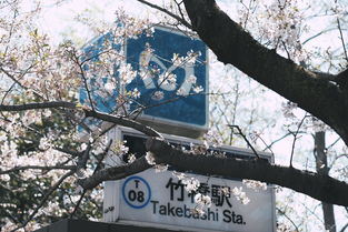 四月东京旅游,最佳时节等你来 四月东京旅游,最佳时节等你来