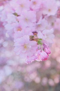 春日京都,七日游畅享樱花盛宴 春日京都,七日游畅享樱花盛宴