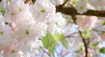 春日京都,七日游畅享樱花盛宴 春日京都,七日游畅享樱花盛宴