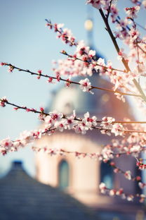 春日京都,七日游畅享樱花盛宴 春日京都,七日游畅享樱花盛宴