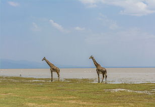 坦桑尼亚五日游攻略：探索非洲草原，感受大自然的魅力！
