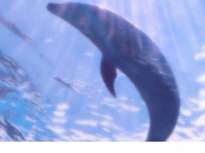 四年级下册句子训练题