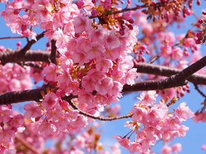 六月份日本自由行：美丽的樱花与迷人的夏日风情