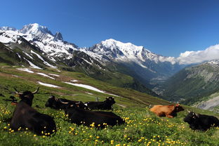 瑞士七日游攻略：探索阿尔卑斯山脉，感受自然与文化的完美交融！