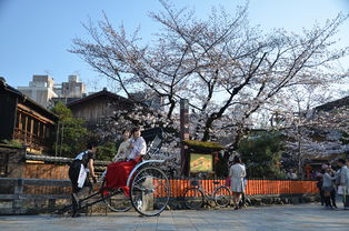 四月京都自驾游推荐：探寻樱花盛放的古都之美