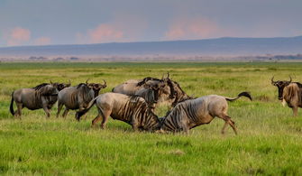 六月赞比亚自驾游：探索野生动物与壮丽风景！