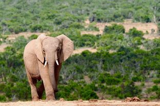 南非五日游攻略：七月份的野生动物探险，感受大自然的魅力！