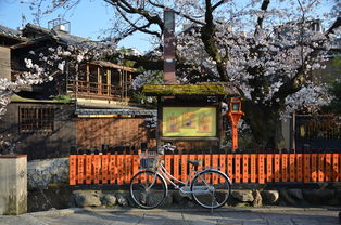 四月京都自驾游，尽享樱花盛宴